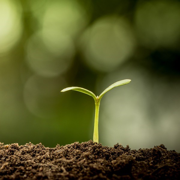 Young plant growing in soil on green bokeh background