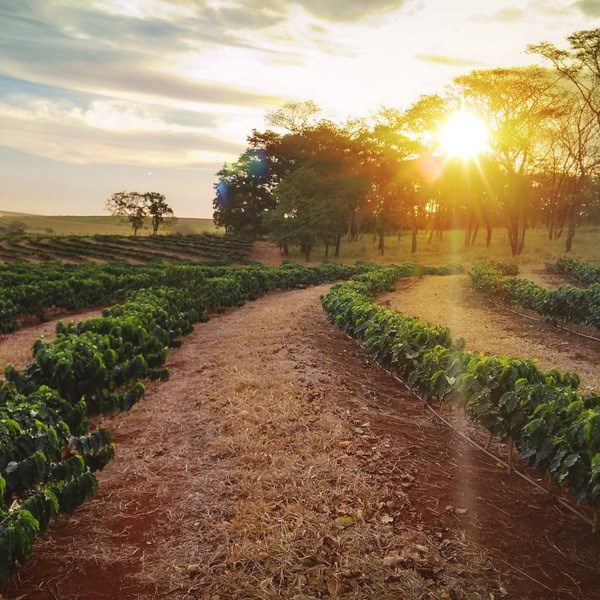 January 18, Brazil  - Sundown on the coffee plantation landscape