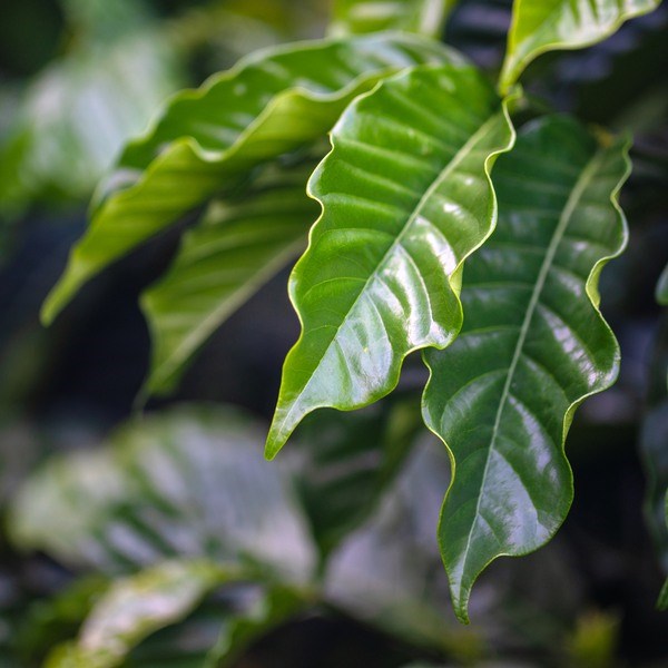 Close-up shot of coffee leaves