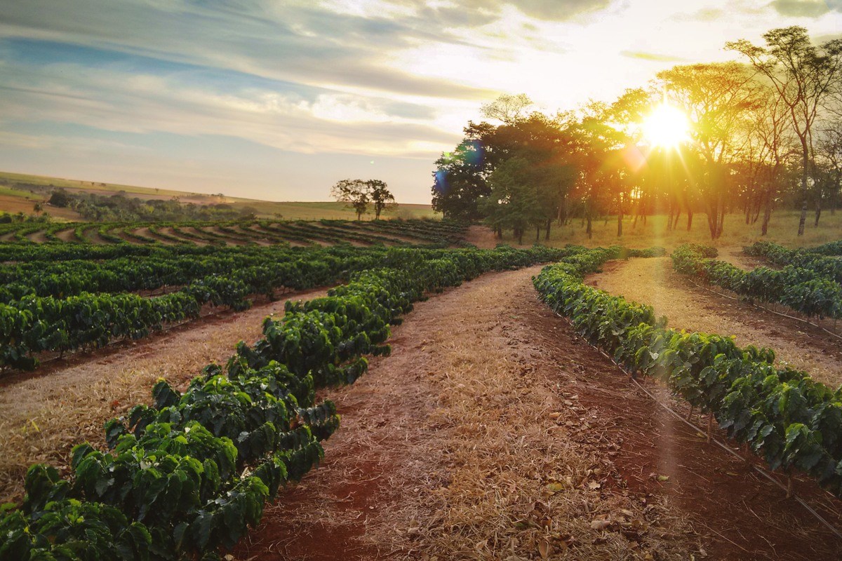 January 18, Brazil  - Sundown on the coffee plantation landscape